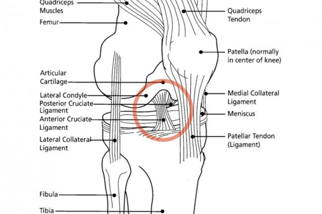 knee-diagram