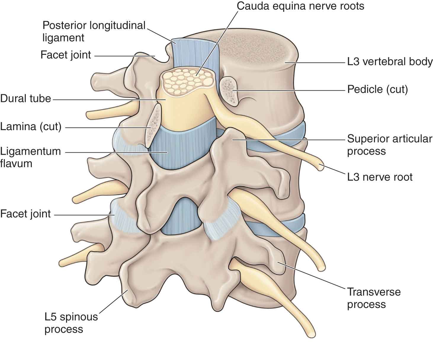 spine-fig-ch28-01